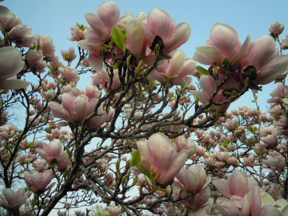 podvecerne magnolie 2