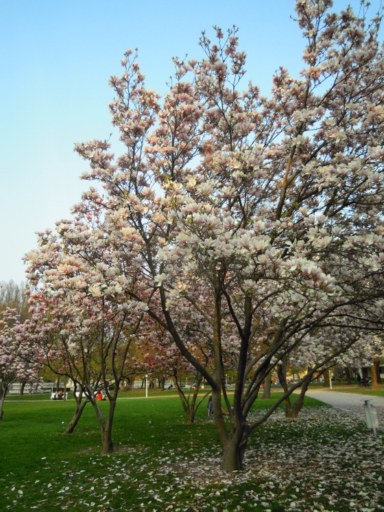 podvecerne magnolie